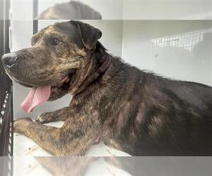 Presa Canario-Unknown Mix Dogs for adoption in Houston, TX, USA