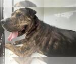 A662695 - Male Presa Canario-Unknown Mix Dog for Adoption - Small photo