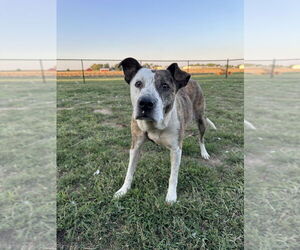 Grace - Female Mutt Dog for Adoption - Photo #3