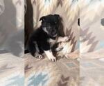 Small Photo #9 Alusky-Dutch Shepherd Dog Mix Puppy For Sale in VINTONDALE, PA, USA