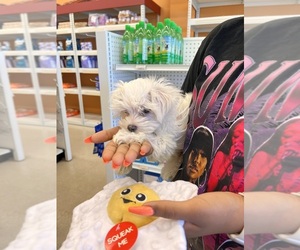 Maltese Puppy for sale in ELKRIDGE, MD, USA