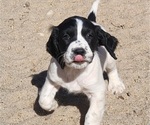 Small Photo #23 English Springer Spaniel Puppy For Sale in LINCOLN, NE, USA