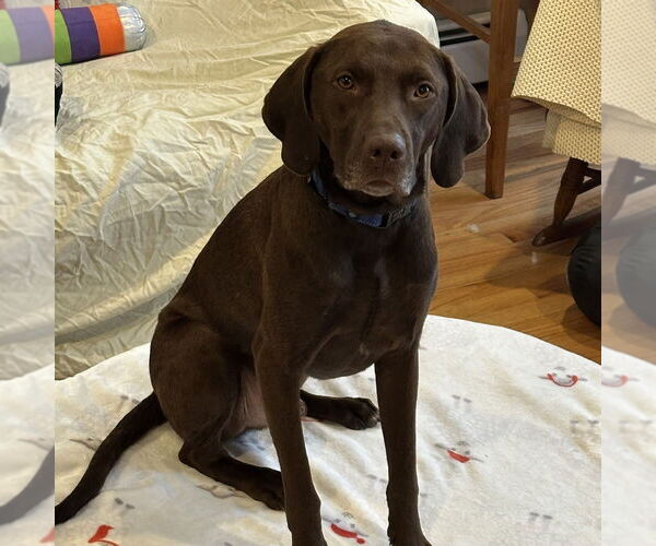 Medium Photo #5 Labrador Retriever-Unknown Mix Puppy For Sale in Boston, MA, USA