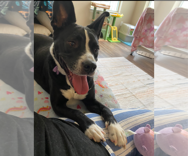 Medium Photo #2 Mutt Puppy For Sale in Holly Springs, NC, USA