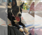 Small #1 Mutt