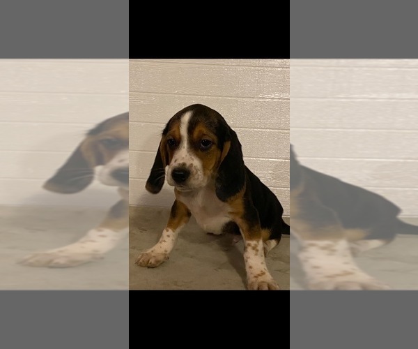 Medium Photo #1 Beagle Puppy For Sale in BURLINGTON, MA, USA