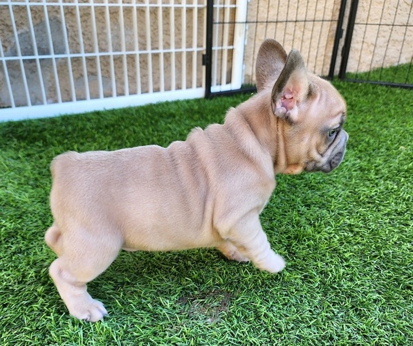 Medium Photo #13 French Bulldog Puppy For Sale in LAS VEGAS, NV, USA
