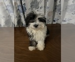 Small #34 Havanese