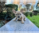 Small #139 French Bulldog