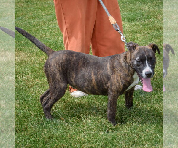 Medium Photo #5 Boxer-Bull Terrier Mix Puppy For Sale in Huntley, IL, USA