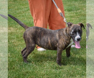 Damon - Male Boxer-Bull Terrier Mix Dog for Adoption - Photo #5