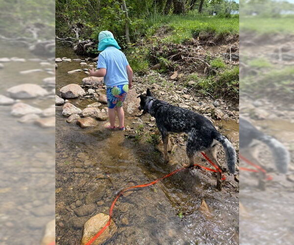 Medium Photo #3 German Shepherd Dog-Unknown Mix Puppy For Sale in Garden City, NY, USA