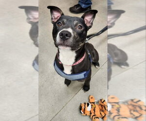 Mutt Dogs for adoption in Fairfax, VA, USA