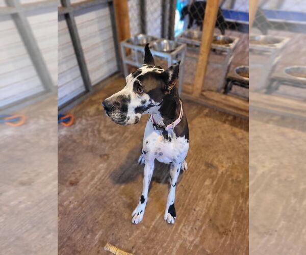 Medium Photo #1 Great Dane Puppy For Sale in Palm Beach, FL, USA