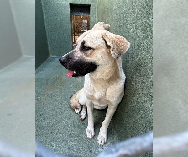 Medium Photo #1 German Shepherd Dog Puppy For Sale in Downey, CA, USA