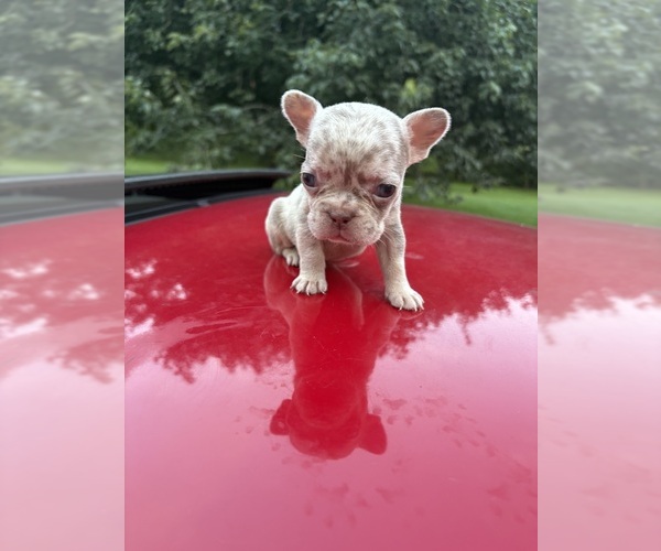 Medium Photo #1 French Bulldog Puppy For Sale in BRYANS ROAD, MD, USA
