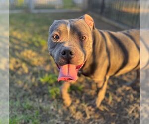 Mutt Dogs for adoption in Riverside, CA, USA