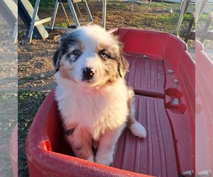 Australian Shepherd Puppy for sale in YUCAIPA, CA, USA