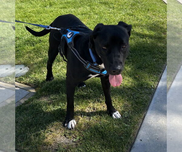 Medium Photo #2 Labrador Retriever-Unknown Mix Puppy For Sale in Oceanside, CA, USA
