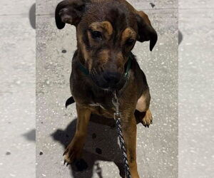 Beagle-Unknown Mix Dogs for adoption in Valrico, FL, USA