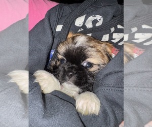 Peke-A-Poo Puppy for sale in BOULDER, CO, USA