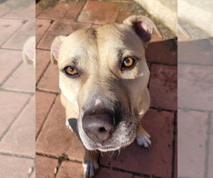 Bonnie - Female Mutt Dog for Adoption - Photo #6