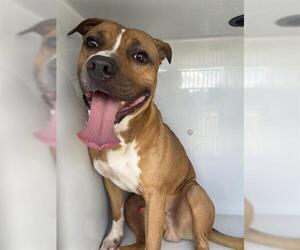 American Pit Bull Terrier-Unknown Mix Dogs for adoption in Houston, TX, USA
