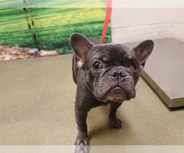 Medium Photo #1 French Bulldog-Unknown Mix Puppy For Sale in Moreno Valley, CA, USA