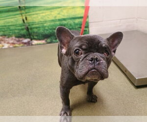 French Bulldog-Unknown Mix Dogs for adoption in Moreno Valley, CA, USA