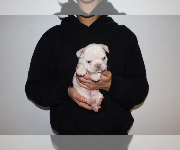 Medium Photo #2 French Bulldog Puppy For Sale in CHICAGO, IL, USA