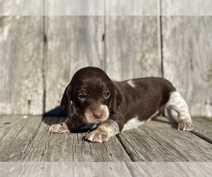 Beagle Litter for sale in WEST PLAINS, MO, USA