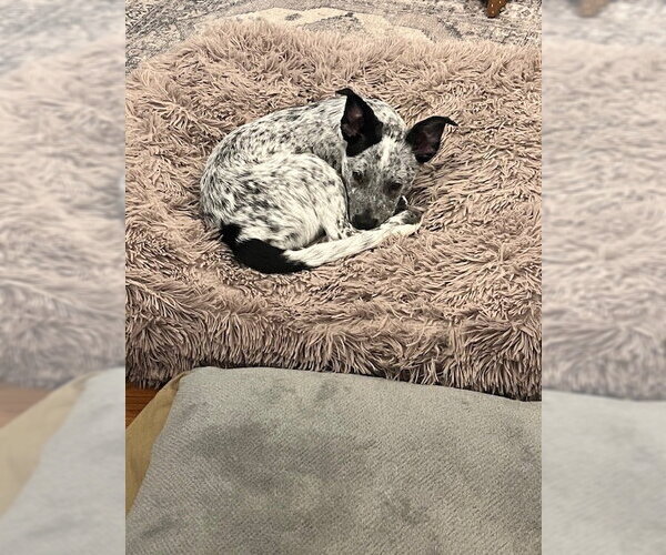 Medium Photo #3 Mutt Puppy For Sale in Garden City, NY, USA