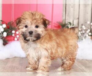 Yorkshire Terrier Puppy for sale in MOUNT VERNON, OH, USA