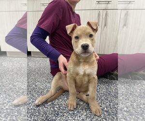 Troy - Male Mutt Dog for Adoption - Photo #2