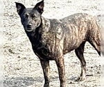 Small Holland Shepherd