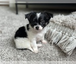 Small Photo #9 Chihuahua Puppy For Sale in FARMINGTON, AR, USA