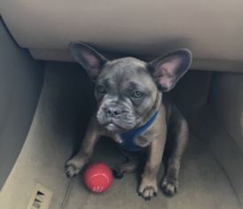 Mother of the French Bulldog puppies born on 06/13/2018