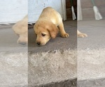 Puppy Dark Green Labrador Retriever