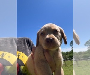 Labrador Retriever Puppy for Sale in MAYSVILLE, Georgia USA