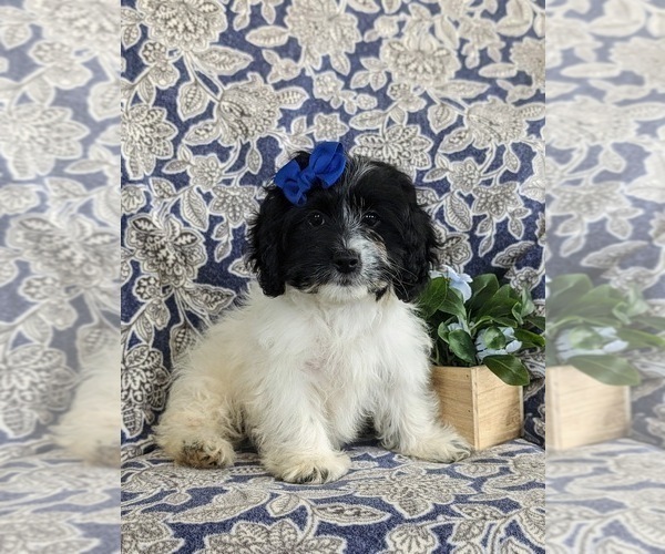 Medium Photo #1 Cock-A-Poo Puppy For Sale in BIRD IN HAND, PA, USA