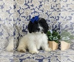 Small Photo #1 Cock-A-Poo Puppy For Sale in BIRD IN HAND, PA, USA