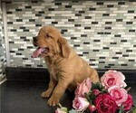 Small #2 Golden Retriever