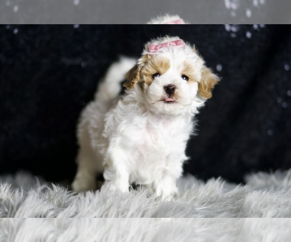 Medium Photo #144 Maltipoo Puppy For Sale in WARSAW, IN, USA