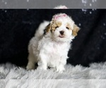 Small Photo #144 Maltipoo Puppy For Sale in WARSAW, IN, USA