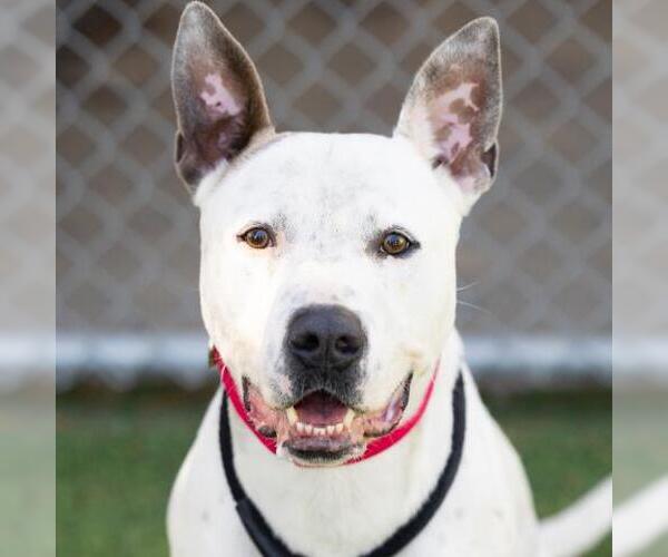 Medium Photo #1 American Pit Bull Terrier-Unknown Mix Puppy For Sale in Camarillo, CA, USA