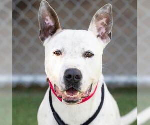 American Pit Bull Terrier-Unknown Mix Dogs for adoption in Camarillo, CA, USA