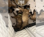 Small Photo #2 Belgian Malinois Puppy For Sale in VALRICO, FL, USA