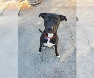 Bluebell - Female German Shepherd Dog-Unknown Mix Dog for Adoption - Photo #9