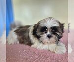 Small Shih Tzu