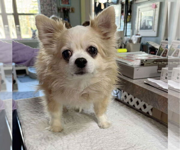 Medium Photo #1 Chihuahua Puppy For Sale in Benton, LA, USA